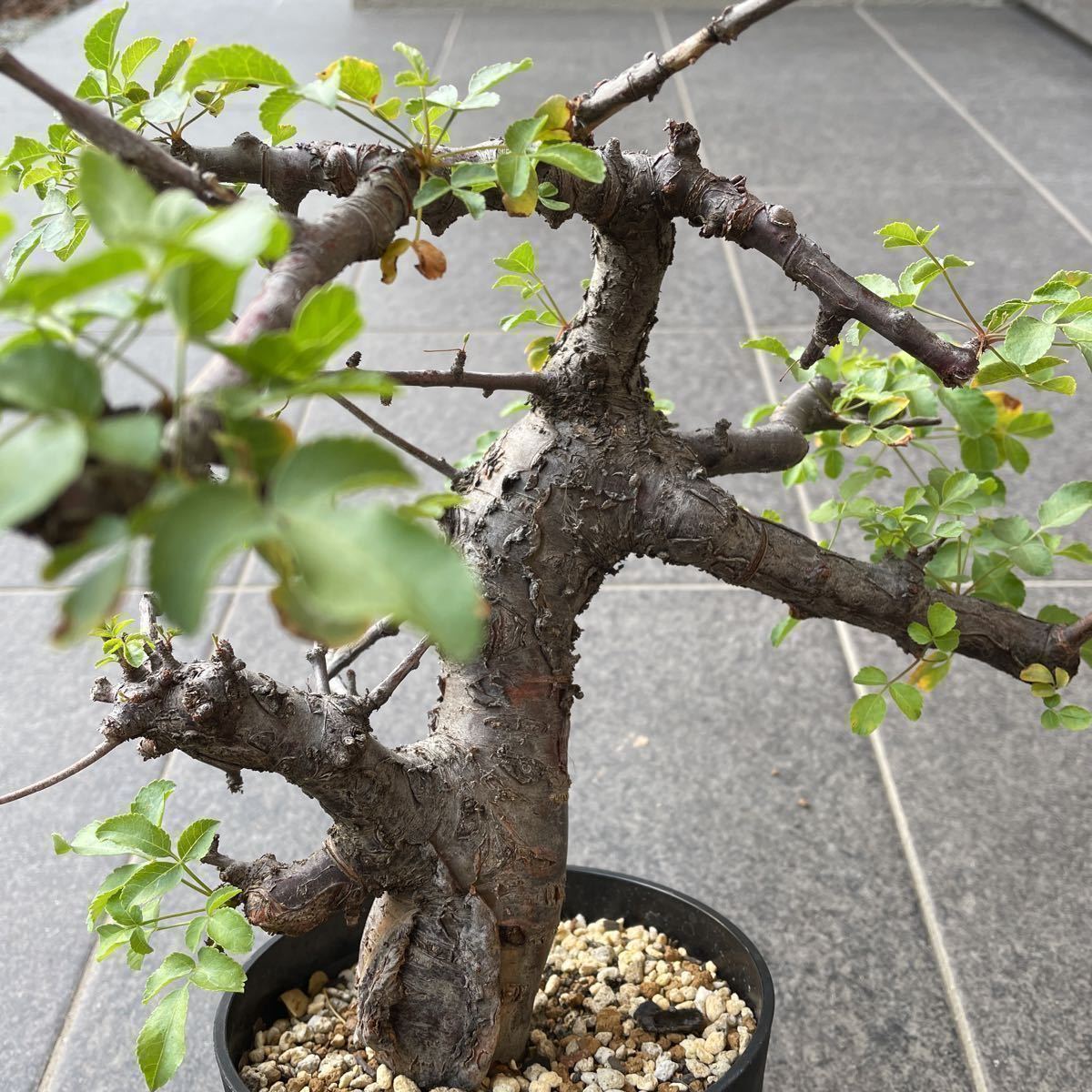 Commiphora boranensis コミフォラ ボラネンシス 検 パキプス ブルセラ 