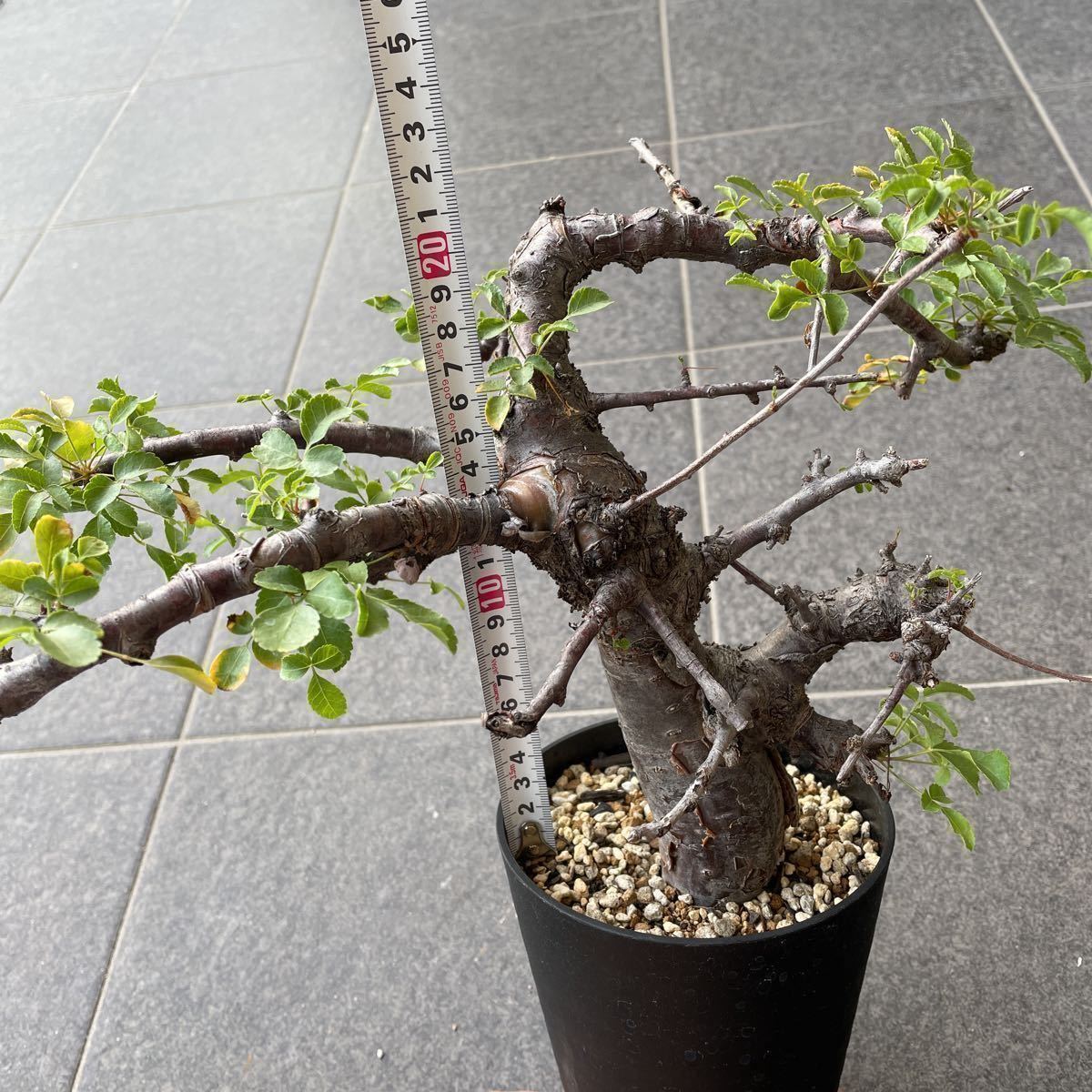 Commiphora boranensis コミフォラ ボラネンシス 検 パキプス ブルセラ 