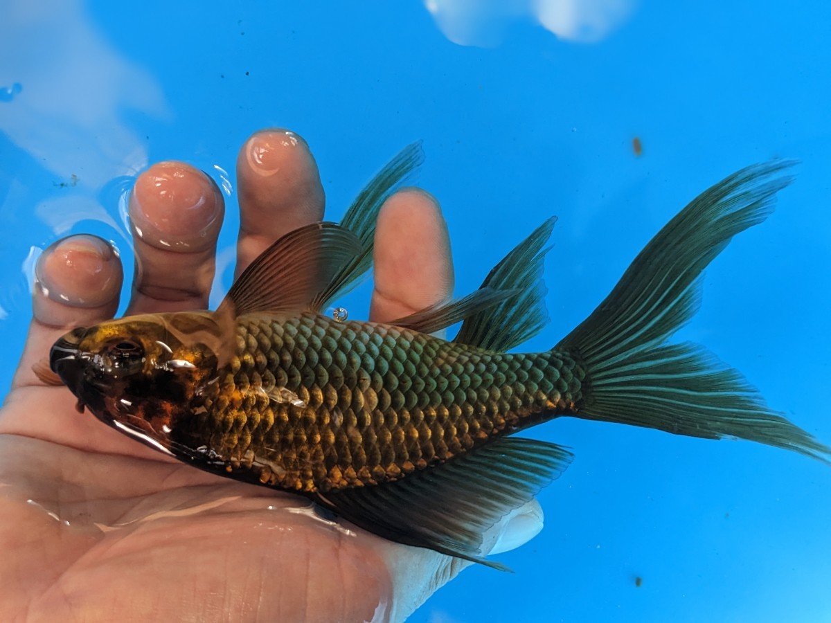 隠れ丹頂〜変わり朱文金♪