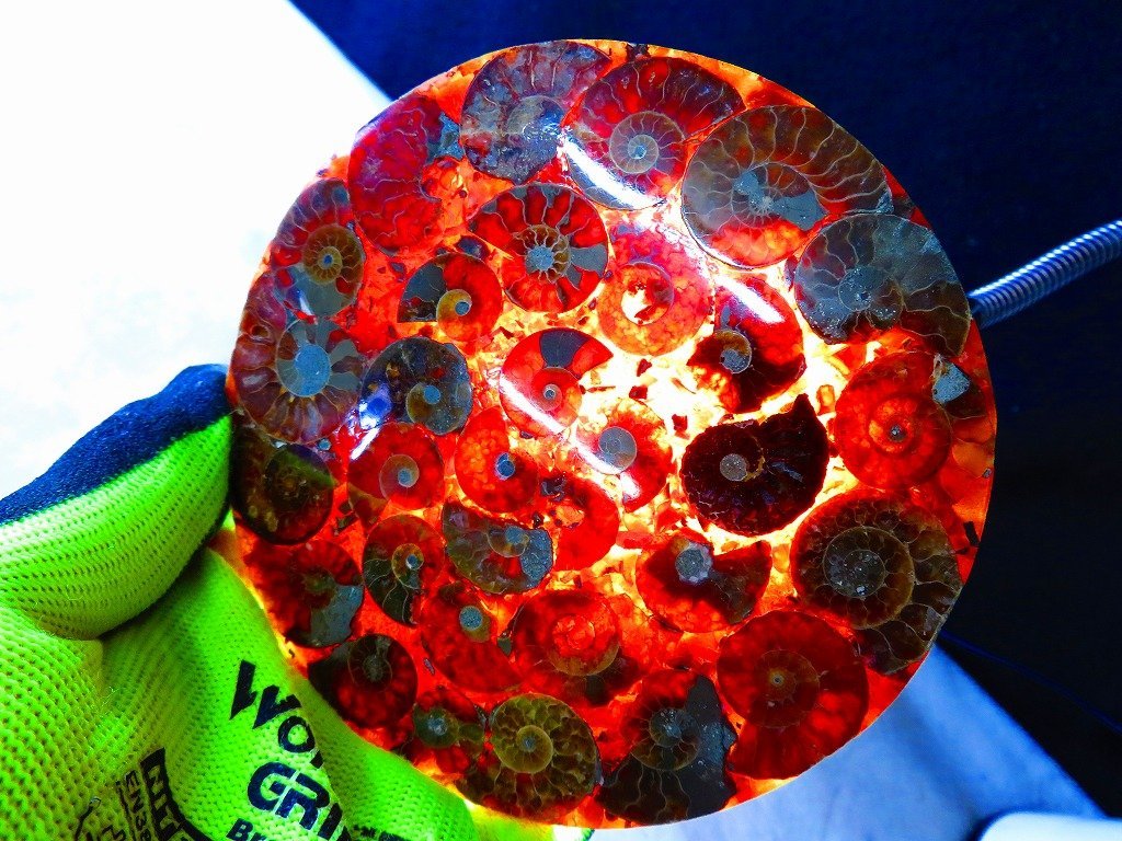 大型マダガスカル産 アンモナイト 化石 縫合線付 複雑かつ美麗な