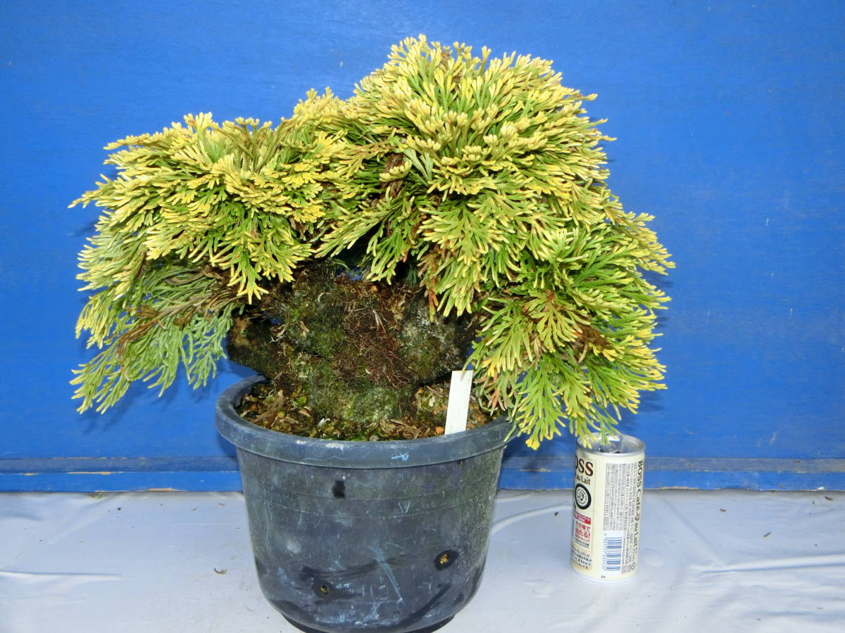 石付き盆栽 岩ヒバ　イワヒバ懸崖風 盆栽・苔玉 石付き盆栽 岩ヒバ イワヒバ懸崖風