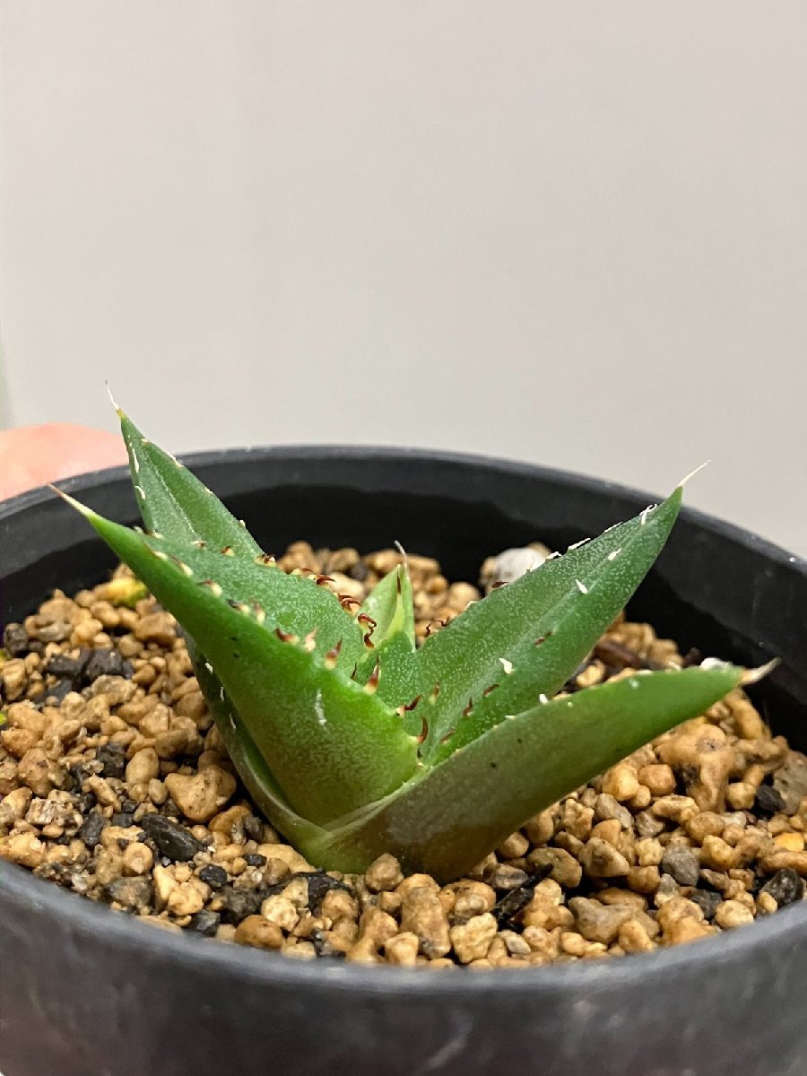 ヘ8586 「激レア高級品種」アガベ チタノタ ハデス 黒帝斯 植え【発根開始・Agave titanota Hades・恐竜牙歯・リュウゼツラン】