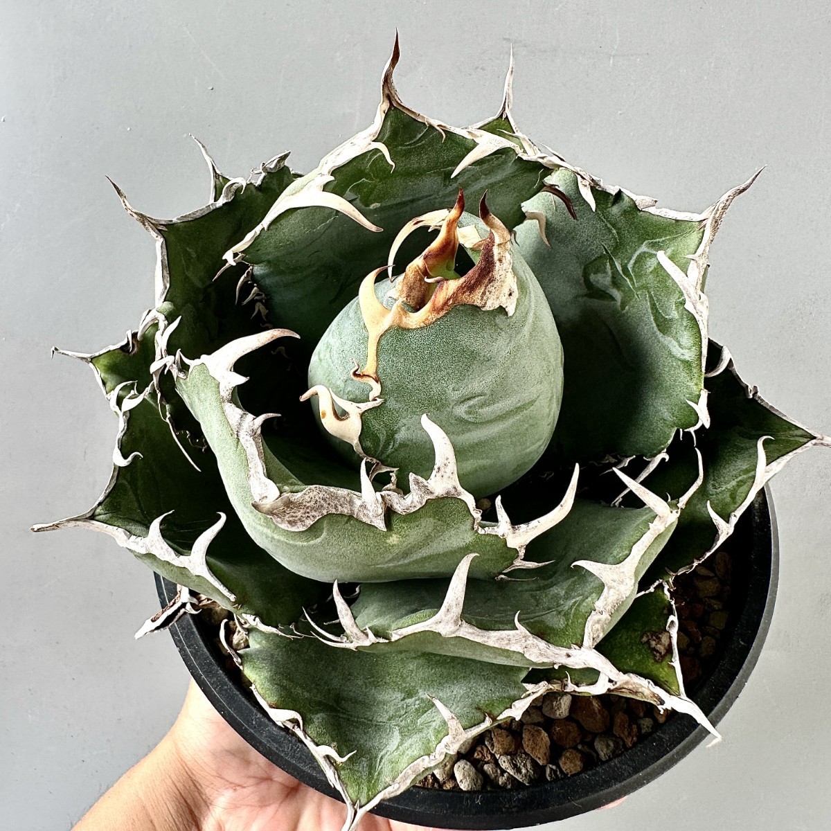 MM20 激レア高級品種 アガベ　チタノタ 白鯨 極上強棘 陽炎狂刺 大甲蓋 球形包葉形 極美極上美株