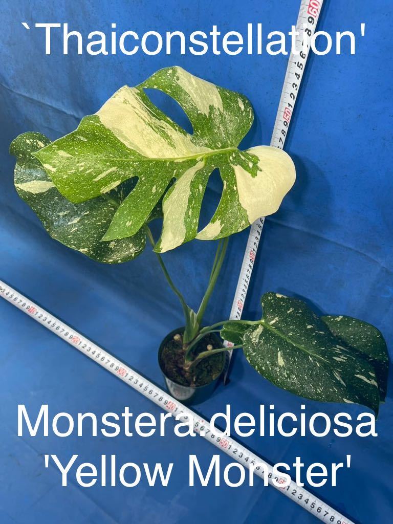 912 斑入り モンステラ デリシオーサ イエローモンスター Monstera