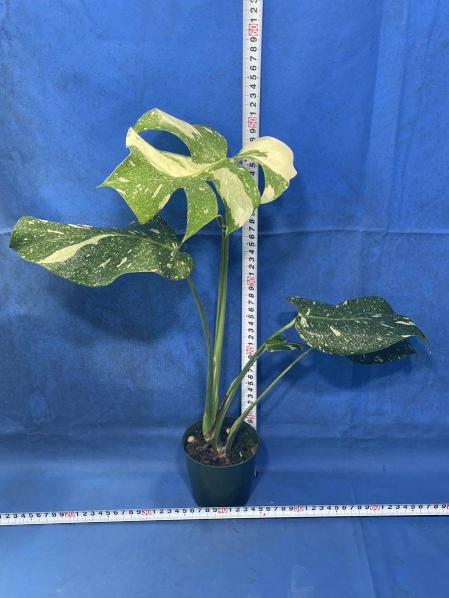 912 斑入り モンステラ デリシオーサ イエローモンスター Monstera