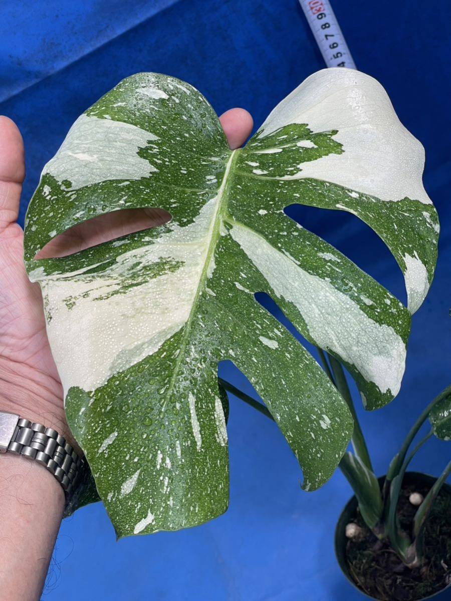 912 斑入り モンステラ デリシオーサ イエローモンスター Monstera