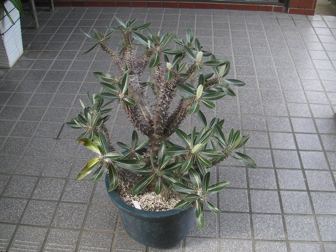 特大！パキポディウム＝デンシフローラム サボテン 多肉植物 観葉植物