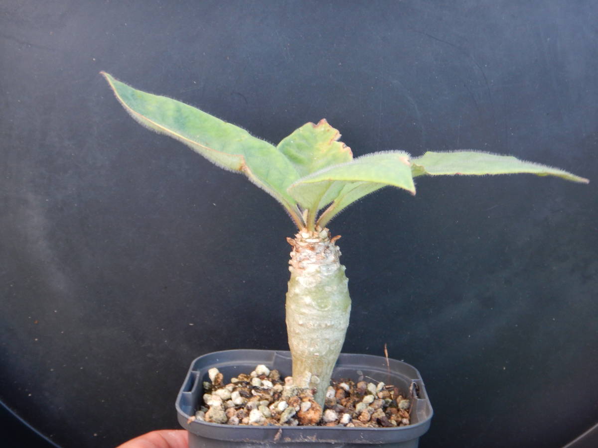 ★ユーフォルビア・ユーホルビア★　アンカレンシス（山木Ｆ１・実生２年生）_1