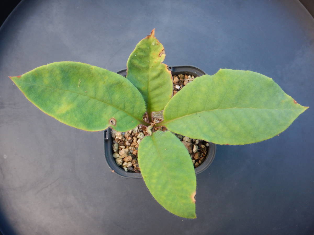 ★ユーフォルビア・ユーホルビア★　アンカレンシス（山木Ｆ１・実生２年生）_2