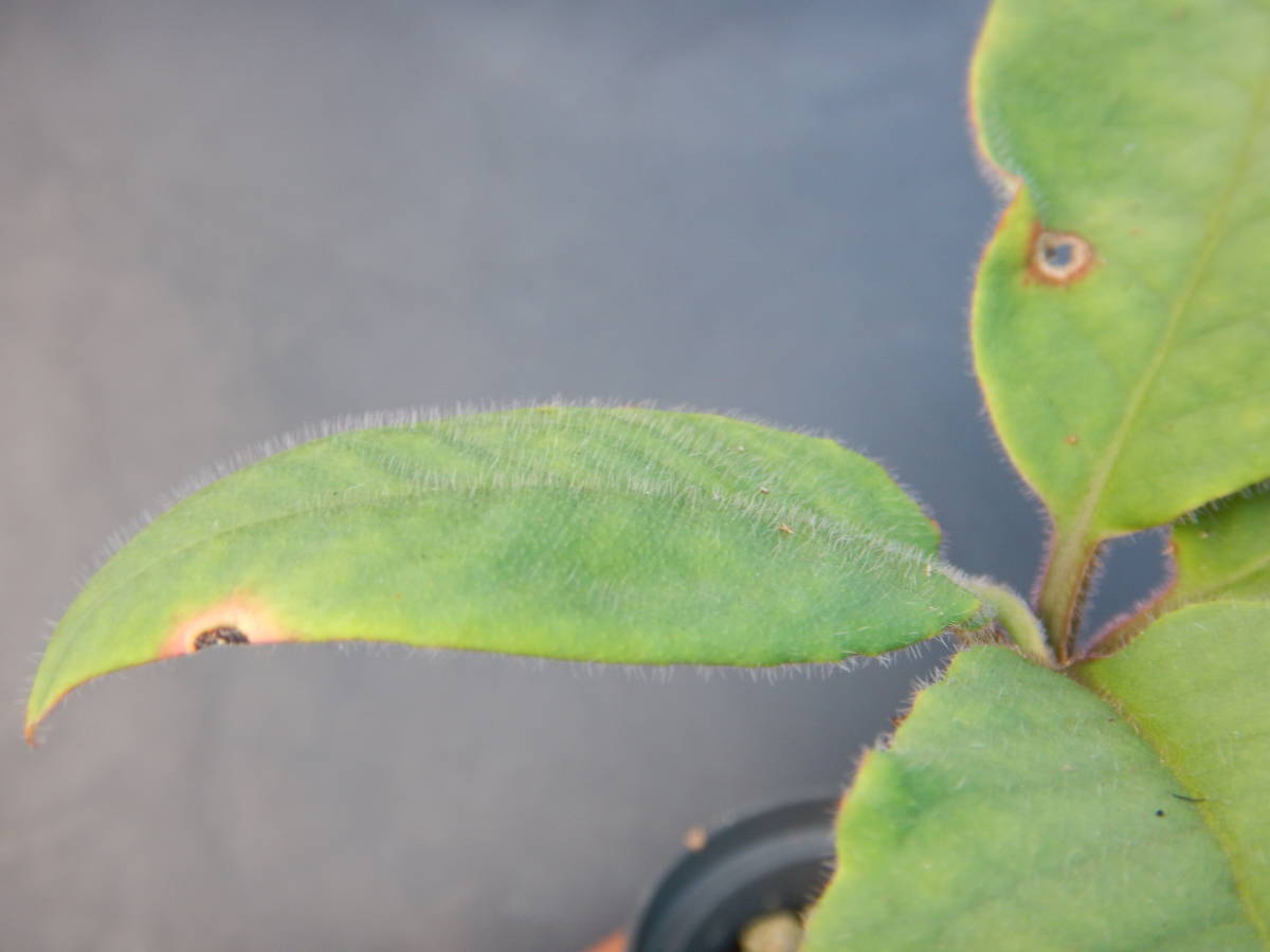 ★ユーフォルビア・ユーホルビア★　アンカレンシス（山木Ｆ１・実生２年生）_3