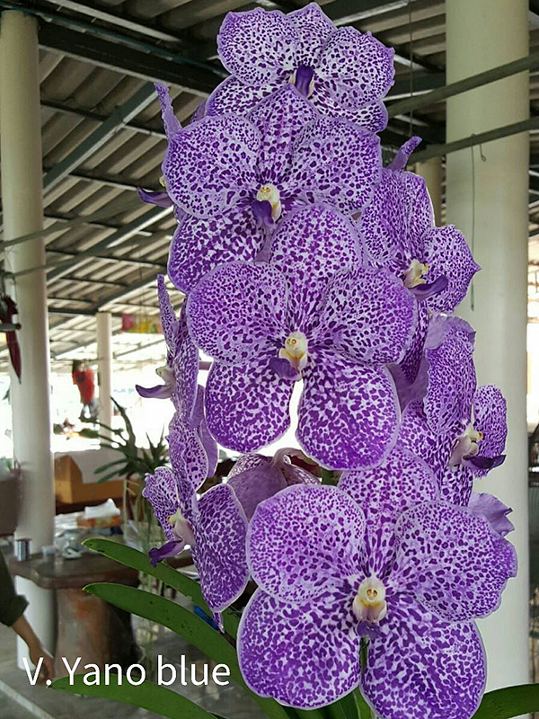 NK】特選交配(5) Phal.schilleriana f.purpurea 実生苗 【洋蘭 原種