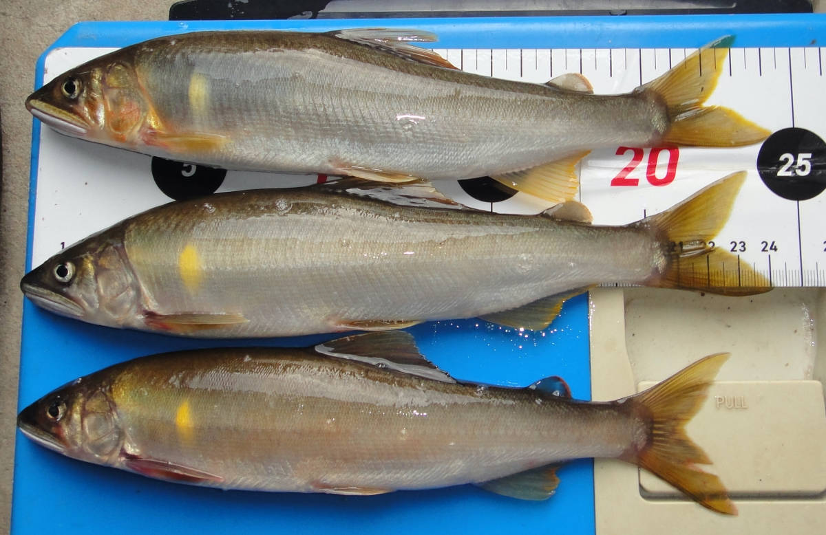 ３１天然鮎、冷凍、鳥取県天神川産、２０-2４cm、２０尾、１.７kg