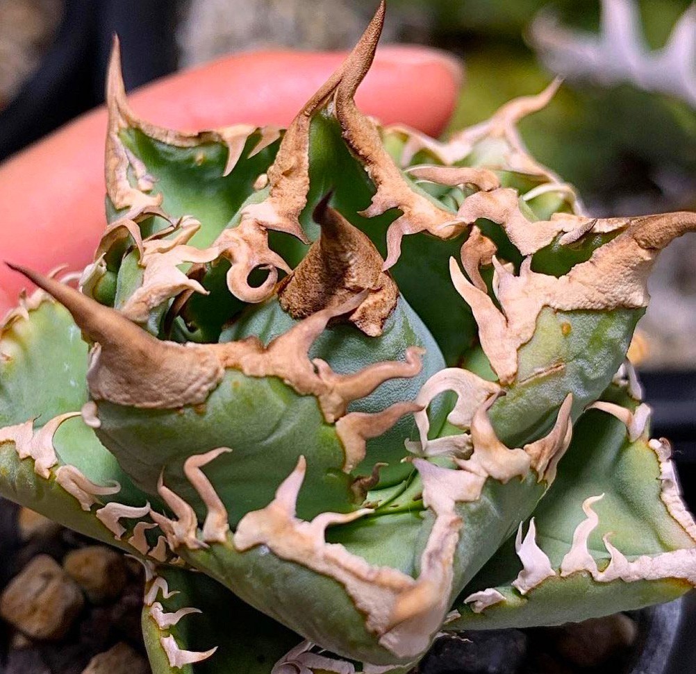 AB97 多肉植物アガベチタノタ清櫻SEO/QUEEN/検皇冠海王フィリグリー 