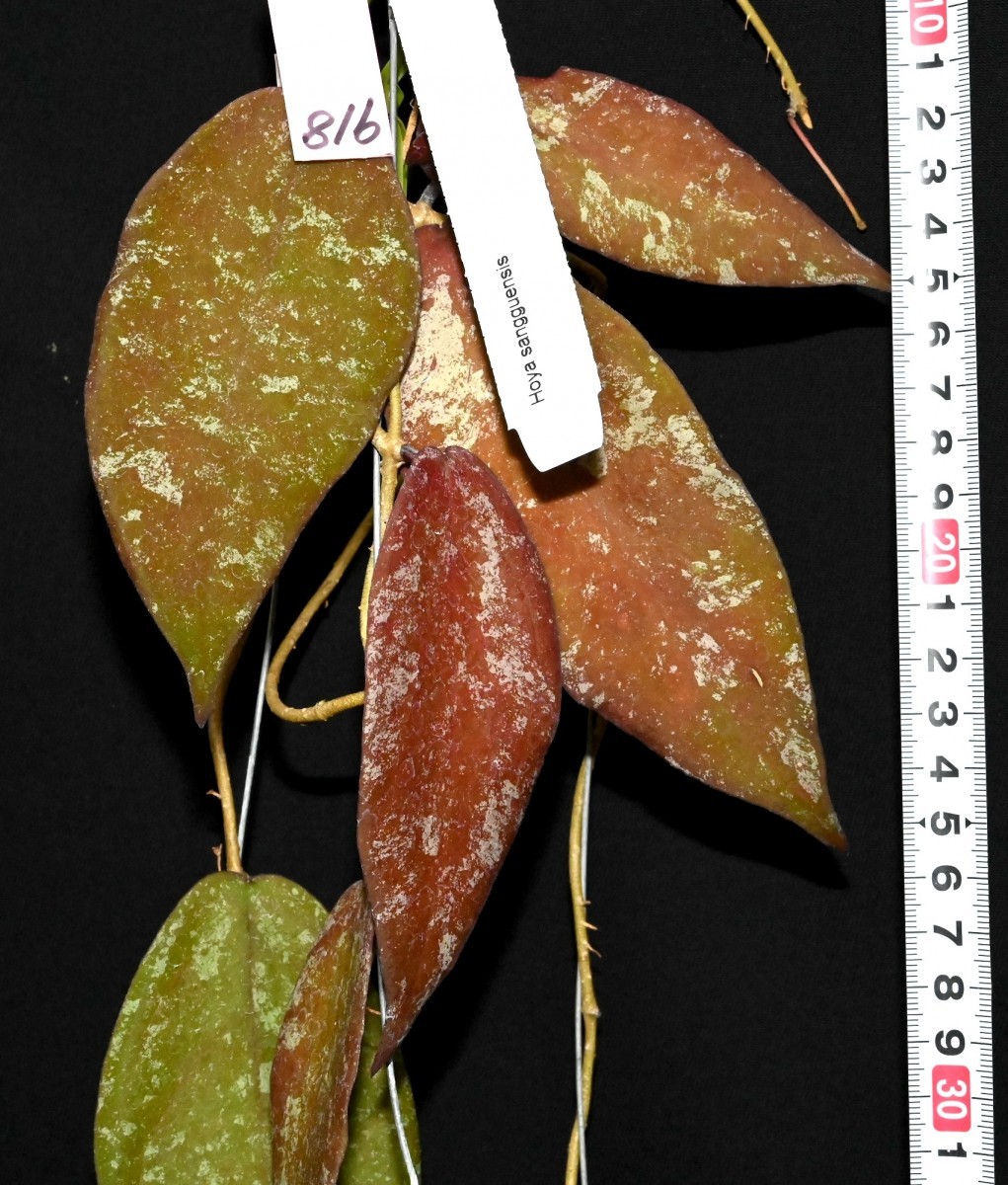 ホヤ (918) 赤い葉のカリマンタン原産、希少種　Hoya sangguensis　ホヤ　サングエンシス