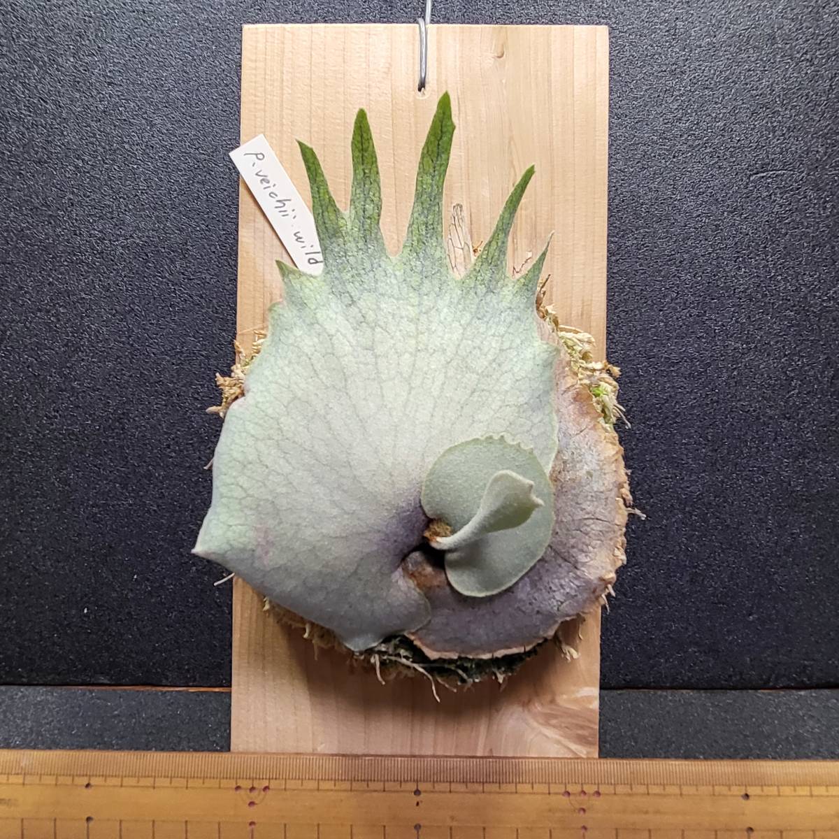 P.veitchii wild 【公式通販】