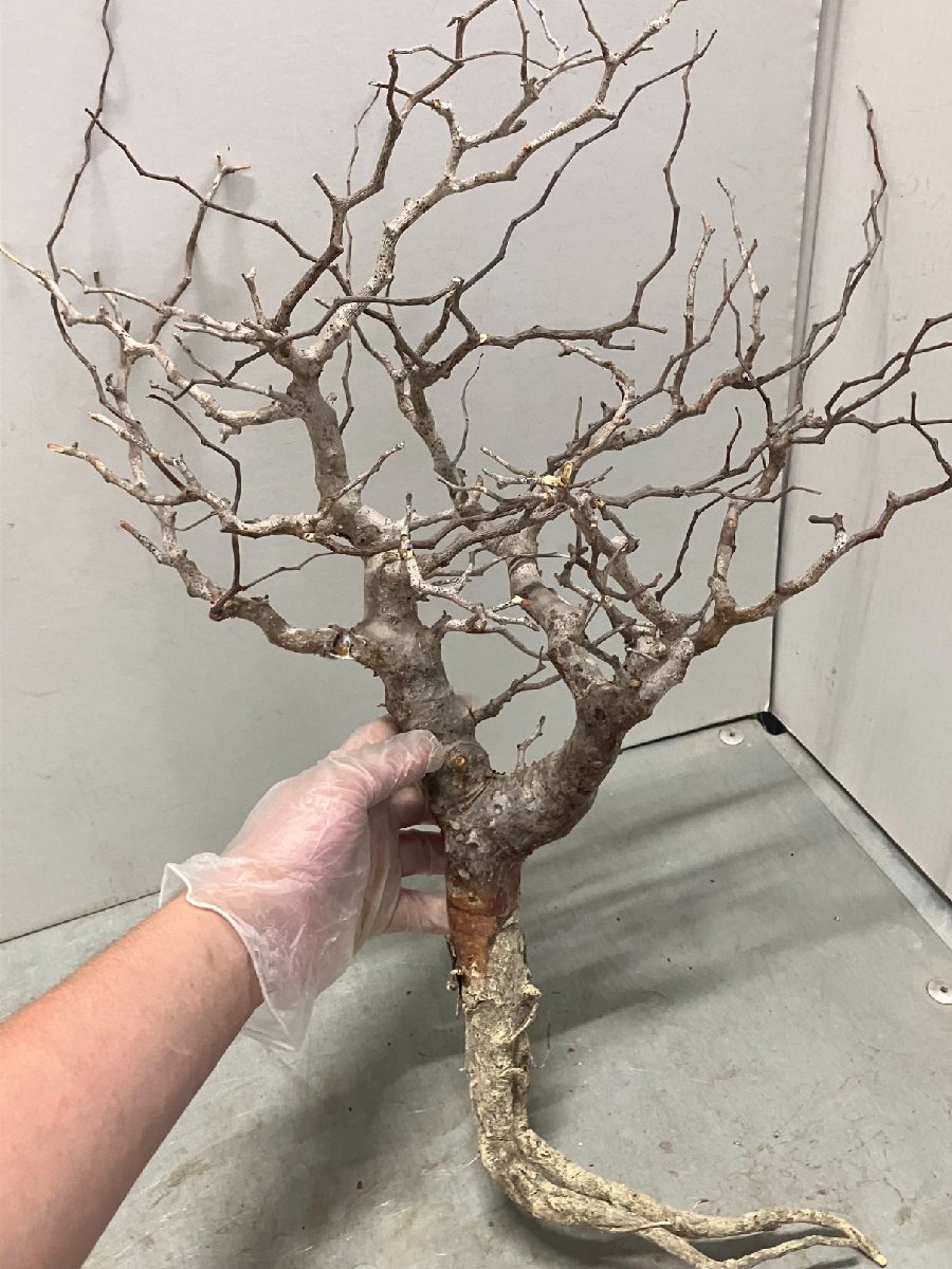 ミ0785 「塊根植物」コミフォラ モンストローサ 抜き苗【9/25最新到着・Commiphora monstrosa・マダガスカル・枝先折れ、枯れアリ】