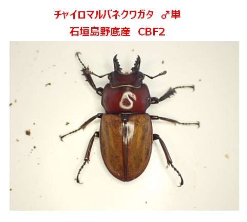 チャイロマルバネクワガタ チャイロマルバネ 幼虫5頭+死着保証2頭 その