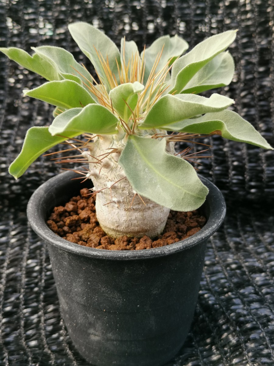 実生5年 光堂 パキポディウム ナマクアナム 