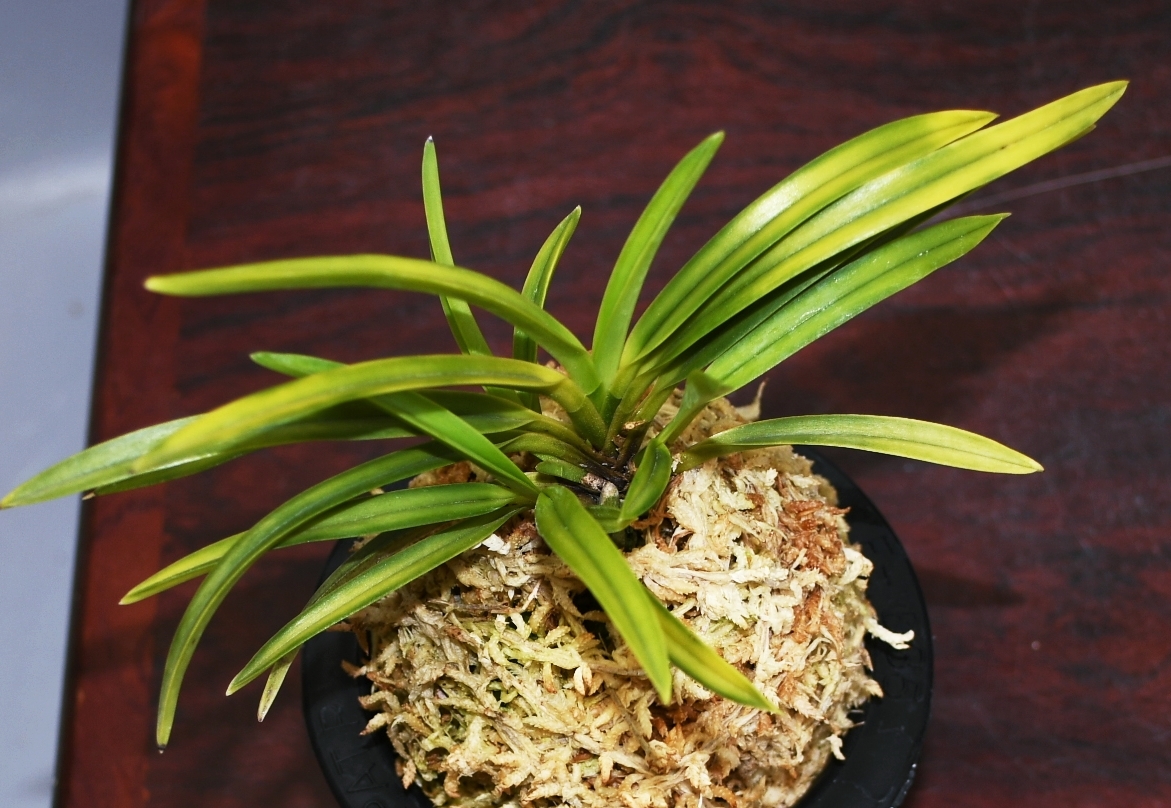 蘭遊園 富貴蘭『白兎羆(本芸品ルビー根)』4本立ち 長生蘭 春蘭 中国蘭 ラン 東洋蘭