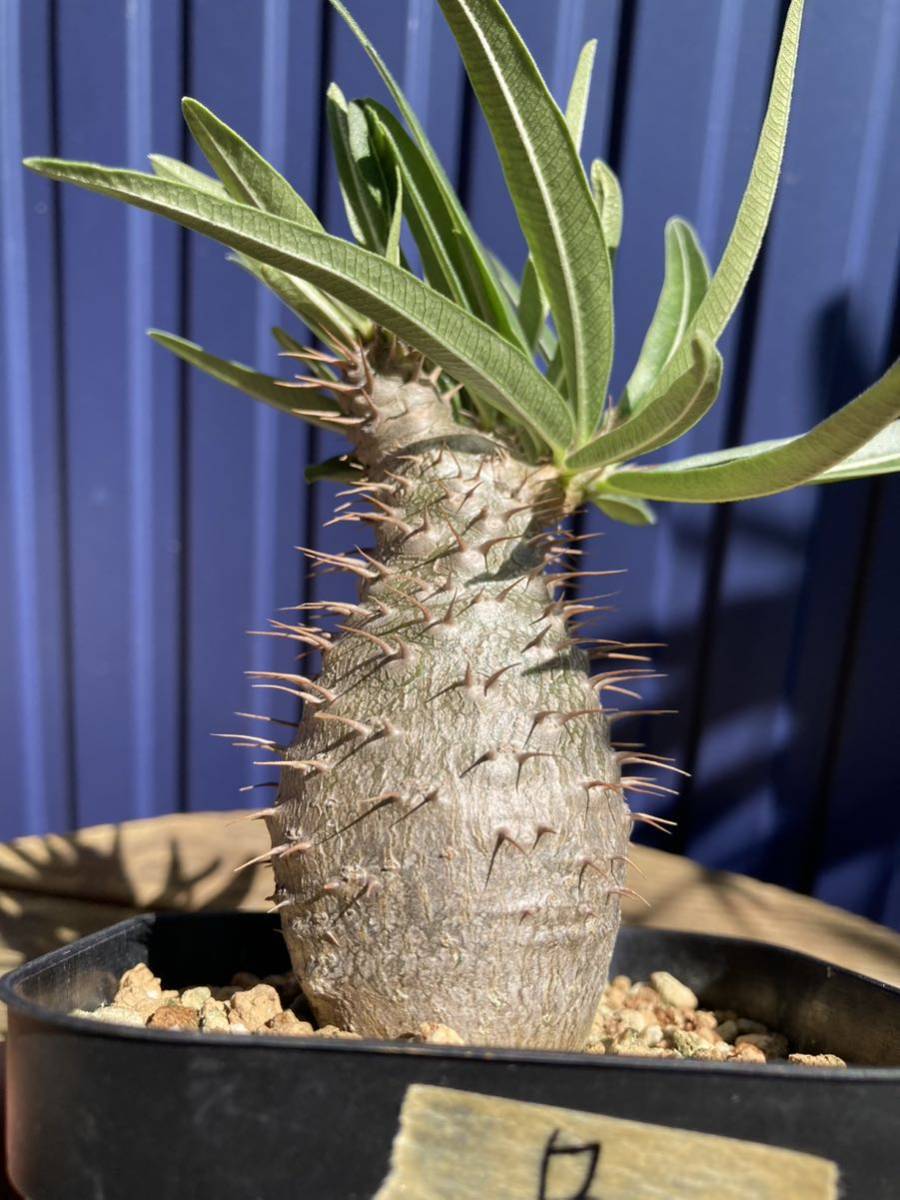 パキポディウムグラキリス 【B】塊根植物 コーデックス 