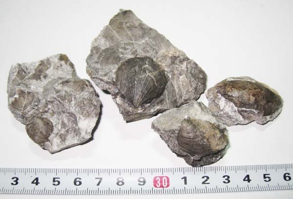 最安値，爆買い 日本の化石 群馬県塩ノ沢の三畳紀の貝類化石４種セット(化石)｜売買されたオークション情報、yahooの商品情報をアーカイブ公開 - オークファン 化石