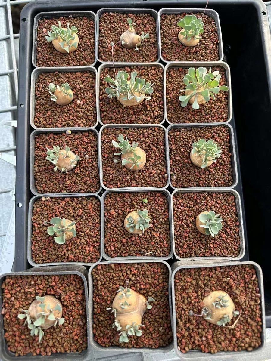 貴重 現在株 植え付け一年 塊根植物 オトンナ カカリオイデス 03