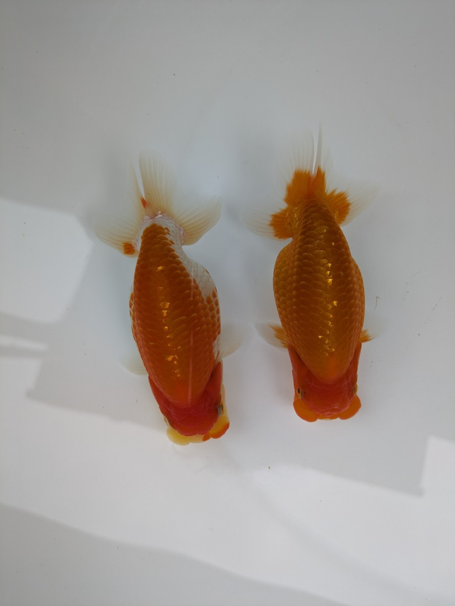 F R F 】】 ☆優良系統☆ 自家産 当歳 約12cm ⑤ 【公式通販】 F R F 】】 ☆優良系統☆ 自家産 当歳 約12cm ⑤ 【公式通販】