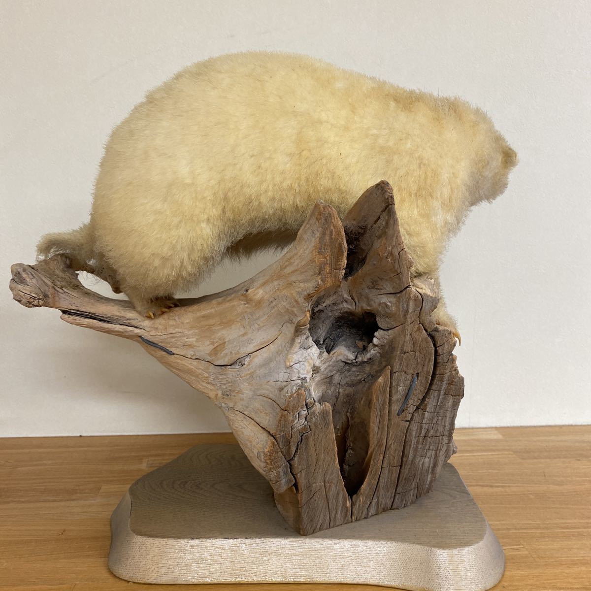 【アナグマ】穴熊の剥製 アナグマ】穴熊の剥製 アナグマ】穴熊の剥製 アナグマ 穴熊 剥製