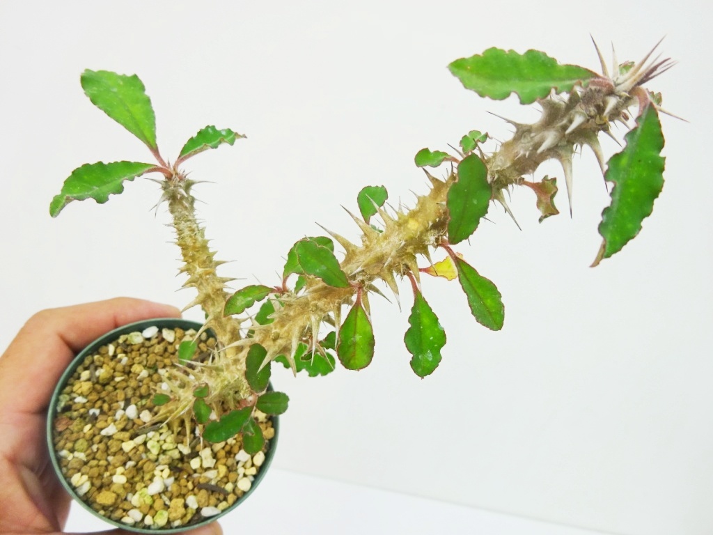 TGH887ユーフォルビア　ホフスタエッテリ　特選極美株