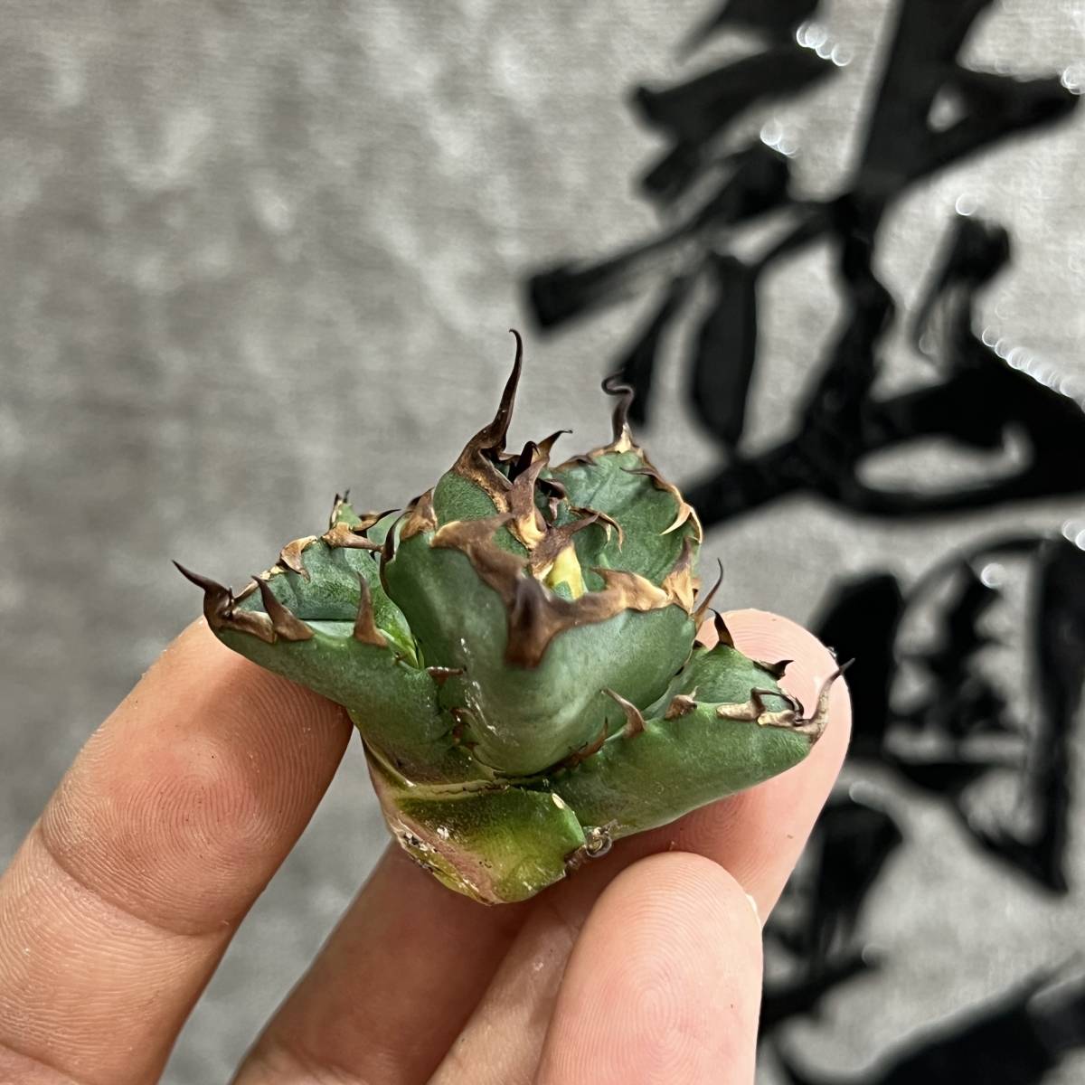 【龍園觀】①No.425 特選 アガベ 多肉植物 チタノタ 姫厳竜 強棘 短葉 厚葉 極上美株