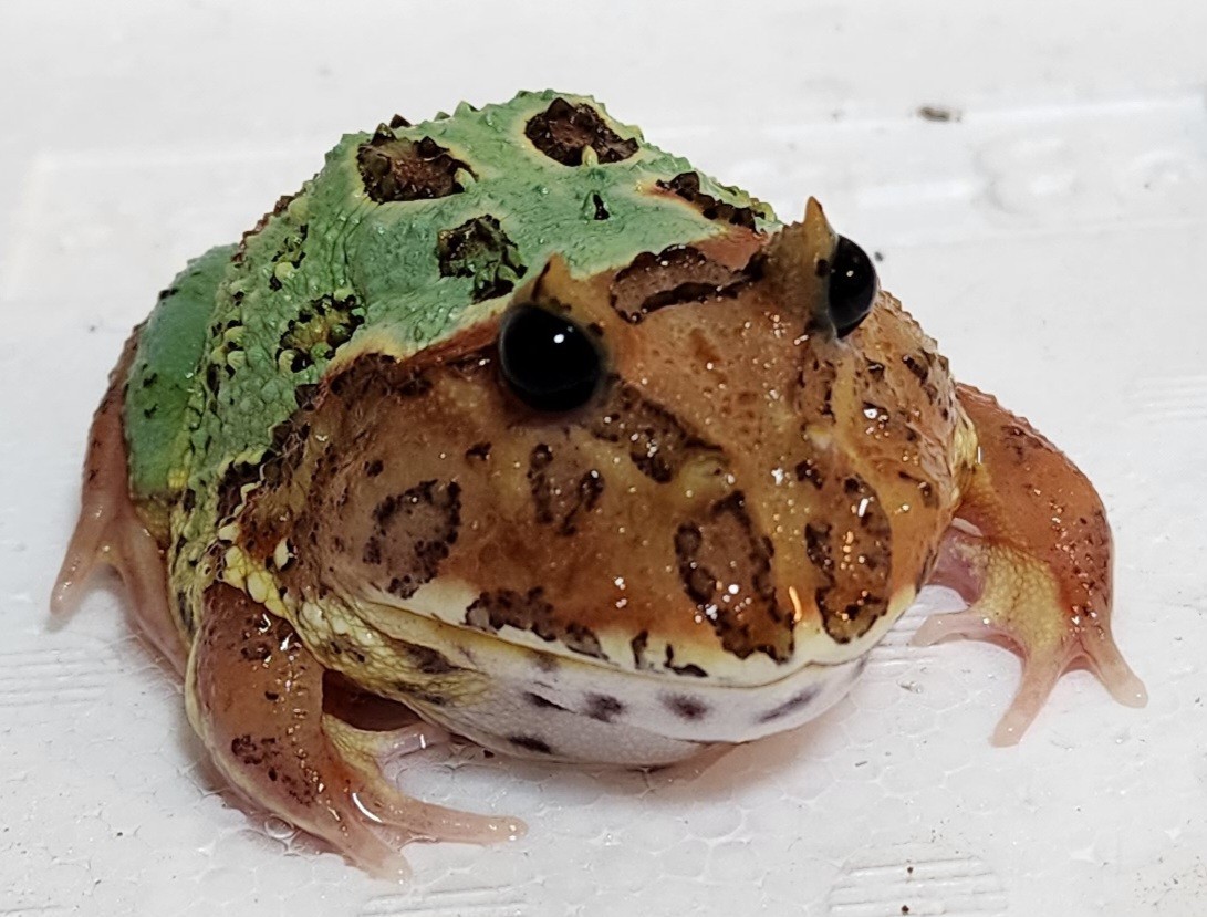 ミュータント ツートン エクリプスアイ クランウェルツノガエル 8cm