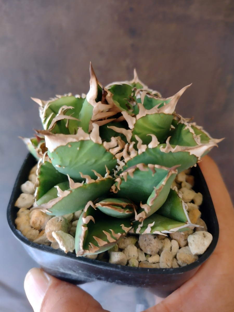 Agave titanota 皇冠 邪魔くさい 子株 ④