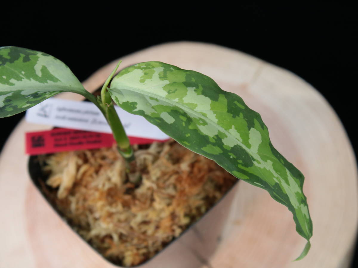 Aglaonema pictum アグラオネマ ピクタム アグラオネマピクタム