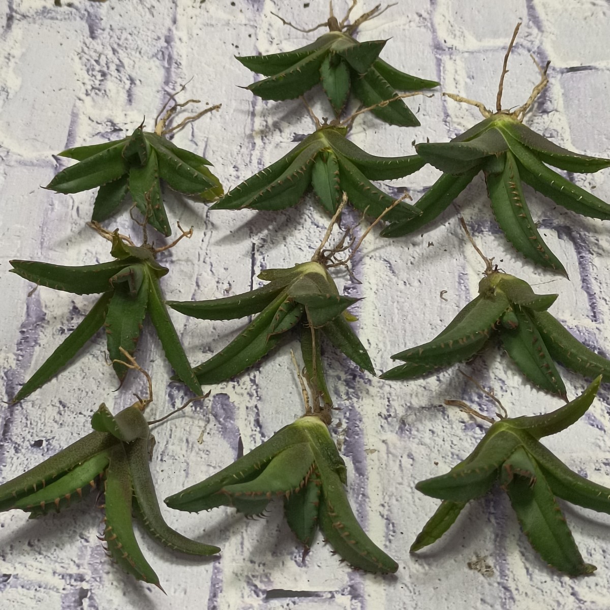 Agave agave isthmensis princess crown ②アガベ イシスメンシス