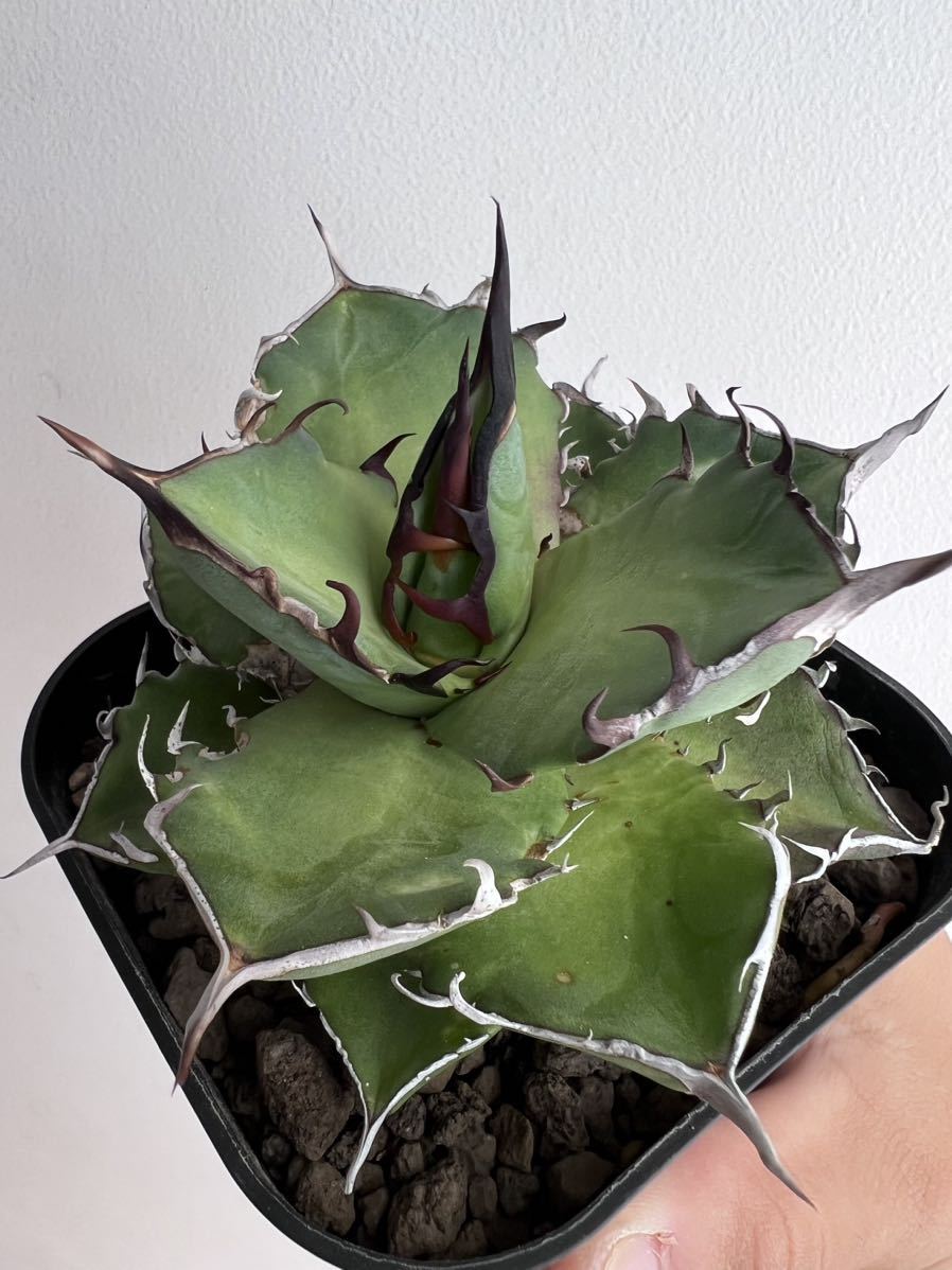 アガベ チタノタ ハデス ⁄ 黒帝斯 HD-04 | アガベ専門店 モンスター