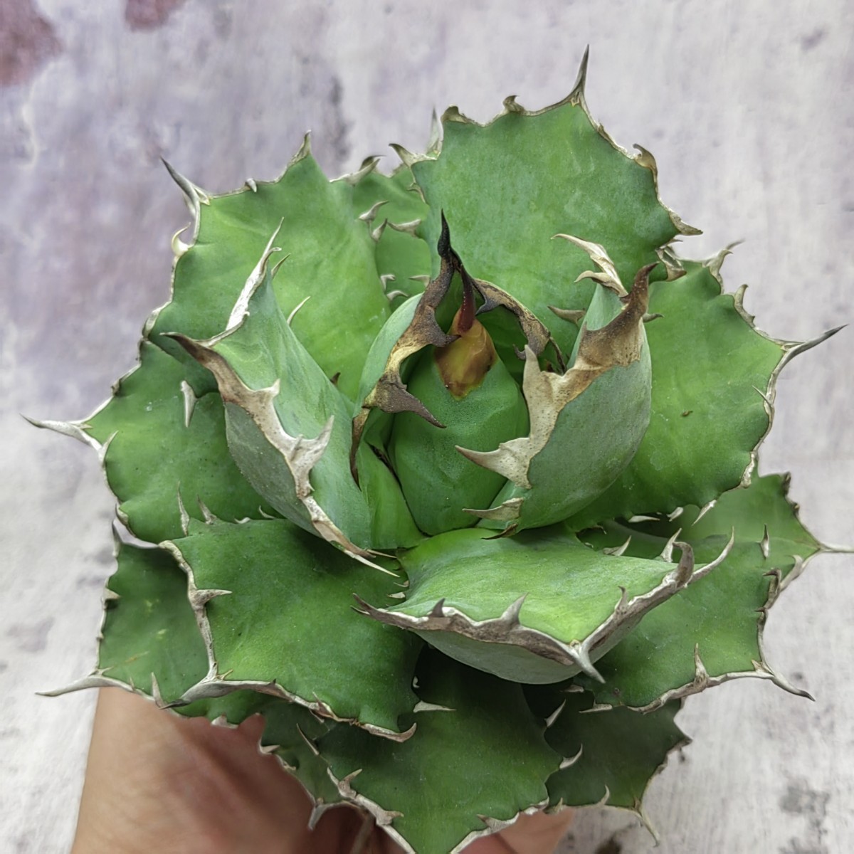 葉 643 アガベ チタノタ agave titanota姫巌龍 短葉 極上大株 写真出