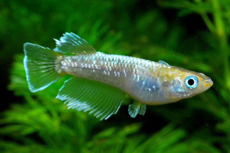 【心悠めだか】春嵐1p_1