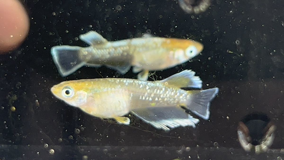 【心悠めだか】春嵐1p_2