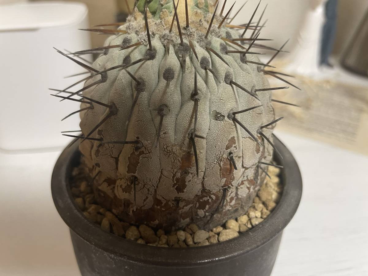 現地球 Copiapoa コピアポア シネレア 鉢付き 現地球 Copiapoa