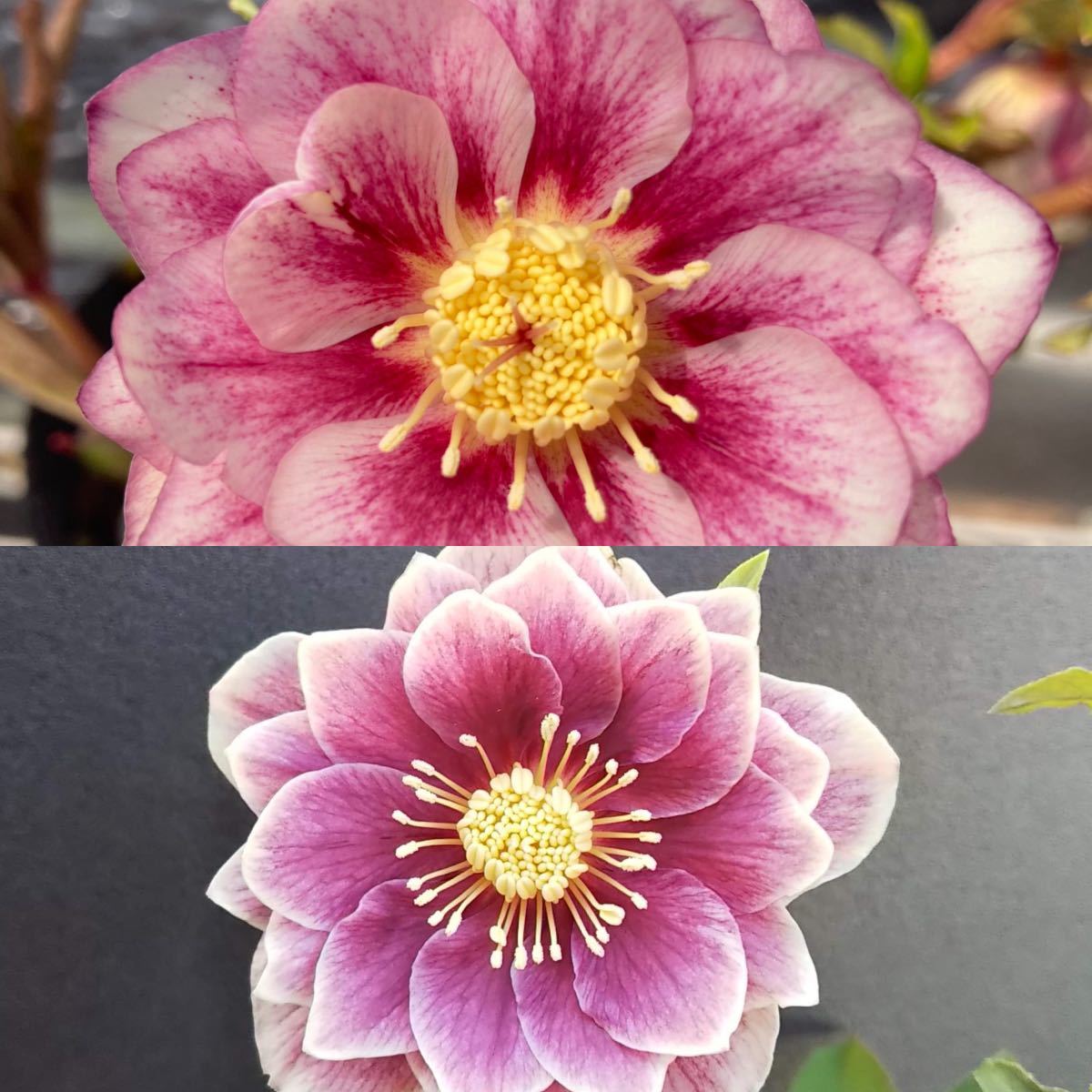 ソレイユ×多弁ソレイユ☆クリスマスローズ苗☆ホワイトオーレア