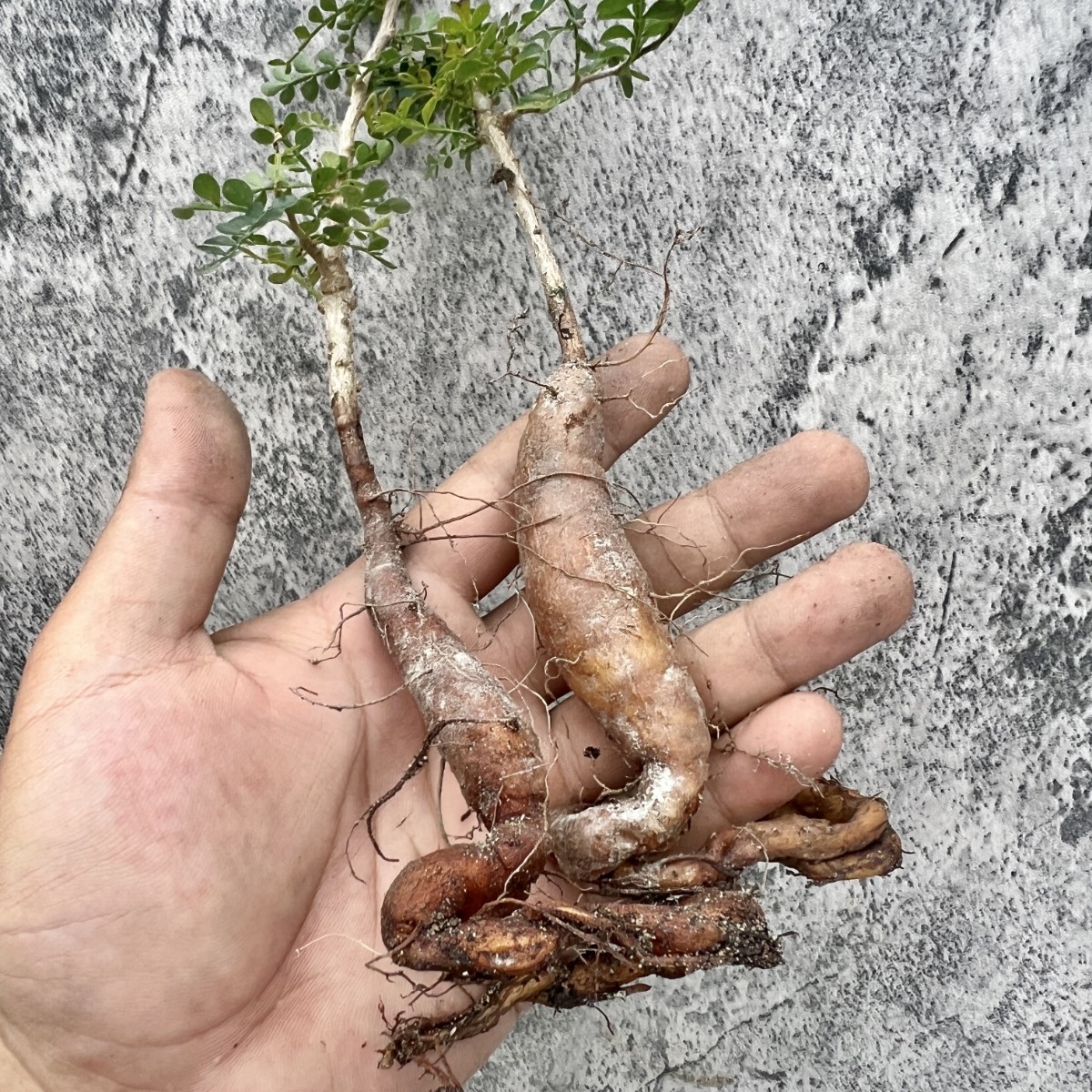 パキプス オペルクリカリア 観葉植物 大株 挿木 石川県津幡 A6 実生三年