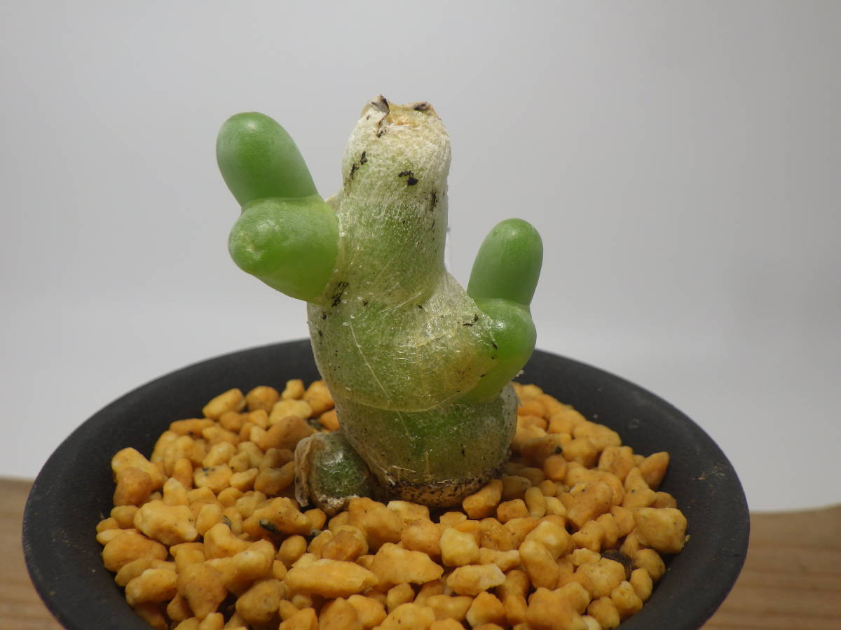 ダクティロプシス　ディギタータ　親指姫　！！ゴトウ園芸！！　☆多肉植物☆