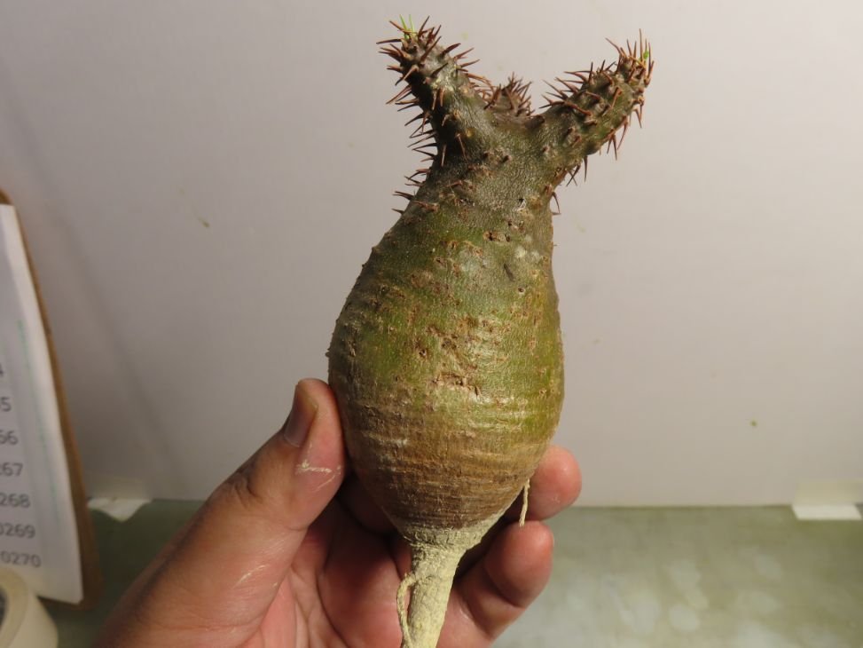 グラキリス パキポディウム 塊根植物 2号 1個売り ｜ITANSE 現地