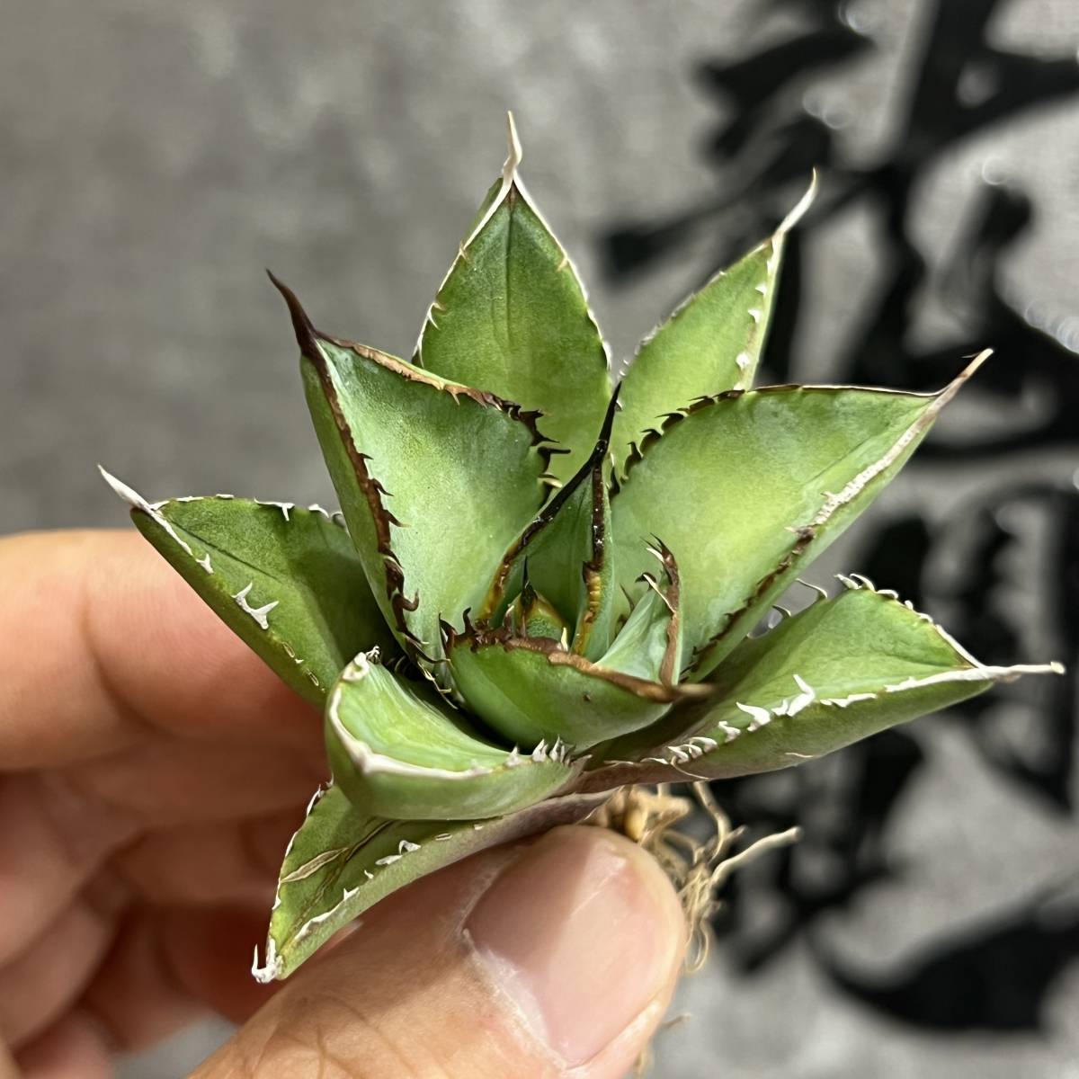 【龍園觀】①No.534 特選 アガベ 多肉植物 チタノタ ‘Panda’ 熊猫 パンダ