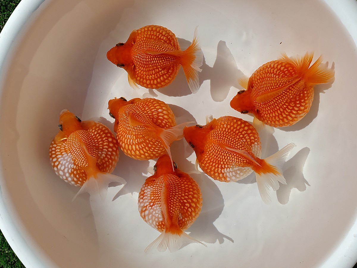 国産☆ピンポンパール☆6匹☆約9.5cm☆当歳☆上質☆丈夫☆金魚☆観賞魚
