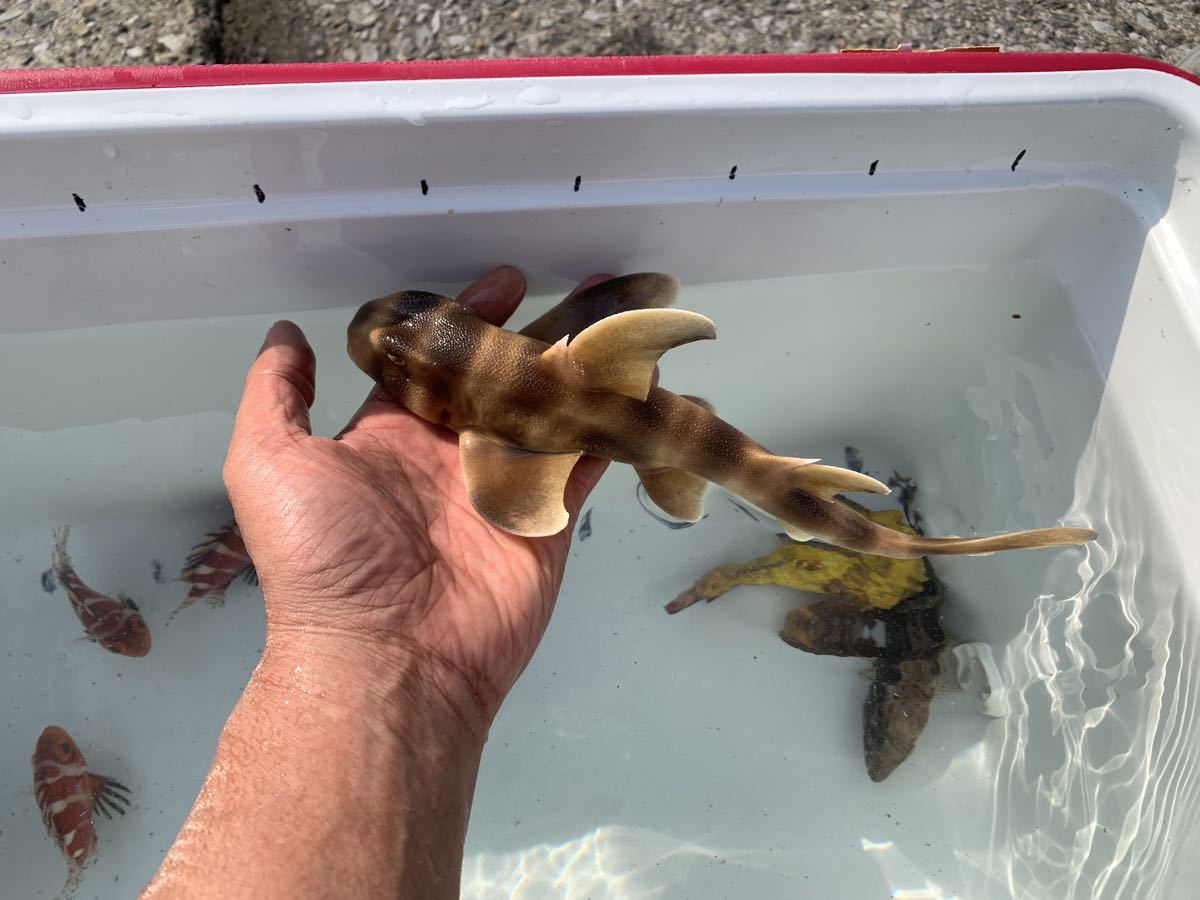 ネコザメs　天然 希少 珍 レア