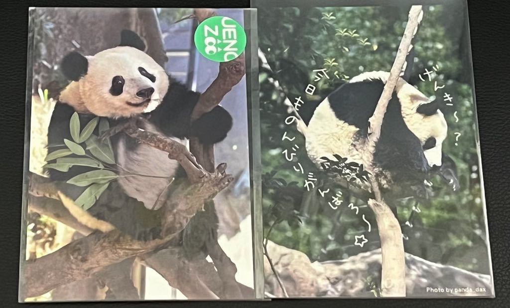 シャンシャン パンダ 上野動物園 公式ポストカード 完売品 シャオシャオ 上野パンダファミリー イベント限定販売 ポストカード 2枚セット