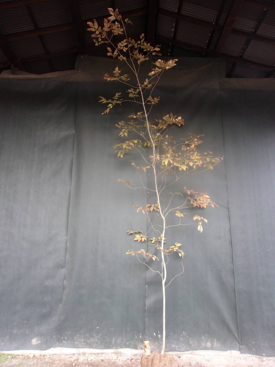 ◆◆アオダモ　　山取　 ◆◆７３９