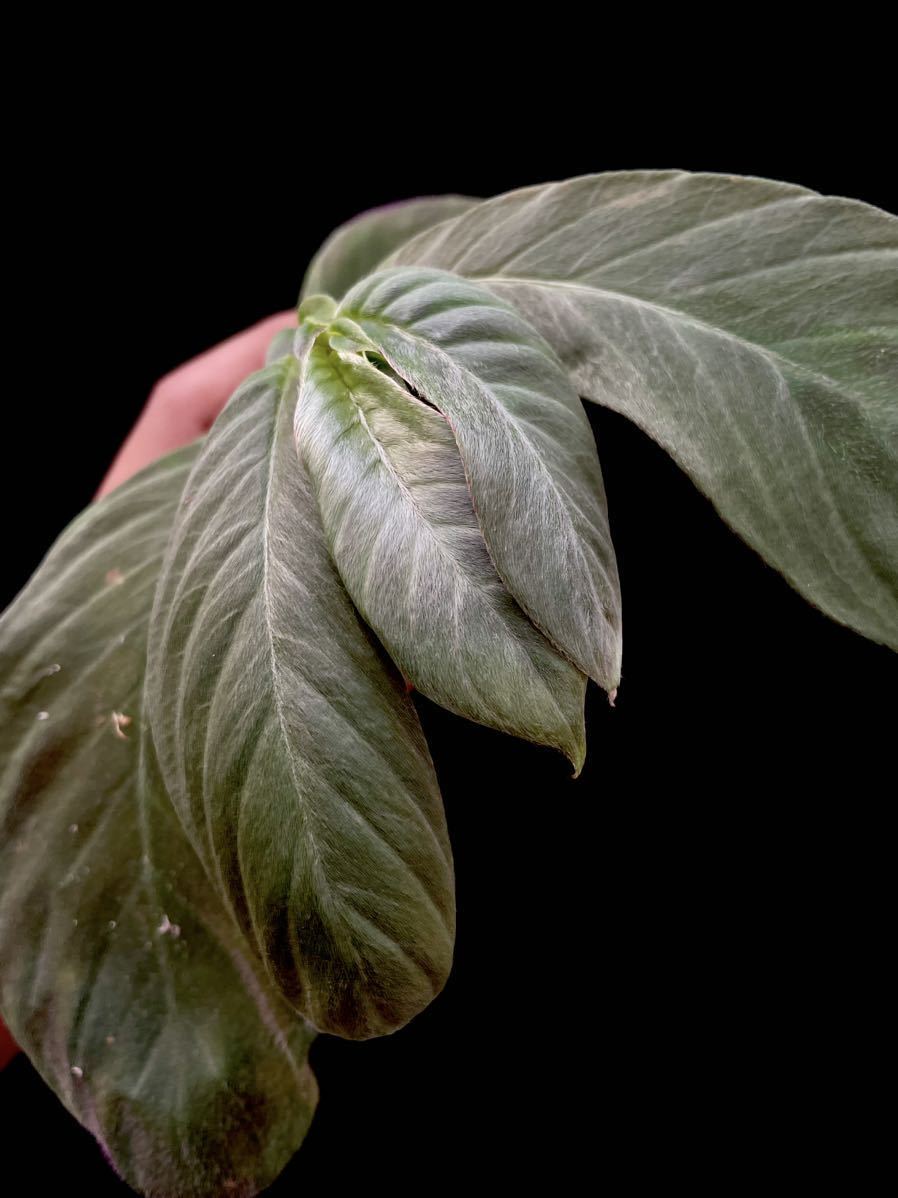 コルムネア Columnea ericae