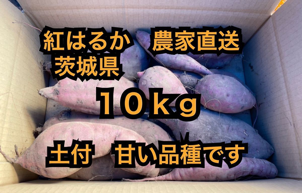 10kg土付き　紅はるか　べにはるか　サイズ形バラバラ(100〜600g) さつまいも 茨城県産　5キロ　訳あり　新物